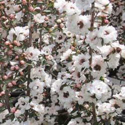 Leptospermum scoparium Branco, Manuka Branca